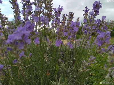 Лаванда узколистная (Lavandula angustifolia `Dwarf Blue`) - Лаванда  узколистная - Многолетники - Каталог - LESKOVO-PITOMNIK.ru