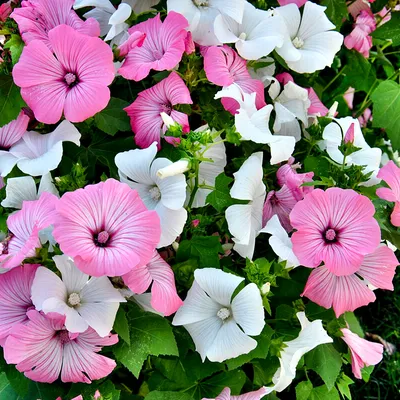 Лаватера трехмесячная (Lavatera trimestris)