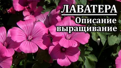 Лаватера, или дикая роза — неподражаемый летник второй половины лета. Виды,  условия, уход, размножение. Фото — Ботаничка