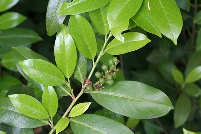 Лавровишня лекарственная (Laurocerasus officinalis) — путеводитель по  отдыху в Крыму