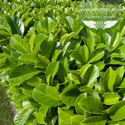 Prunus laurocerasus, Лавровишня|landshaft.info