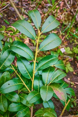 Лавровишня лузитанская 'angustifolia' 34/200 см (Nieuwkoop Europe) - Купить  с доставкой в интернет-магазине Cashpo Design по выгодной цене