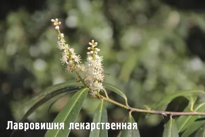 Лавровишня лекарственная - Фотографии цветов крупным планом