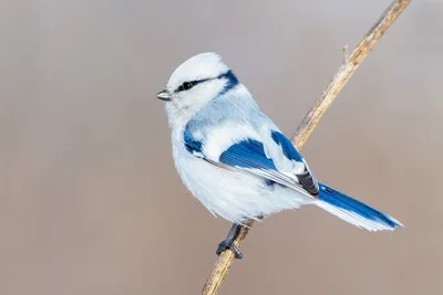 Белая лазоревка - eBird