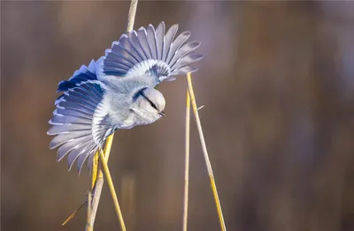 Европейская белая лазоревка Cyanistes cyanus Pallas, 1770 - Птицы (Aves) -  Разделы - Красная книга Оренбургской области