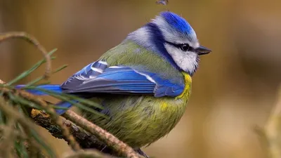 Eurasian blue tit song - amazing bird calling | Film Studio Aves - YouTube