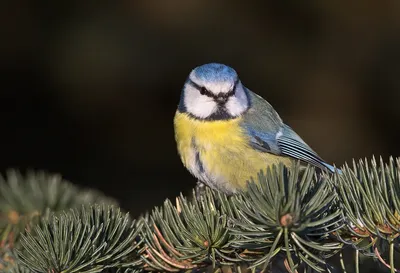 Лазоревка (Cyanistes caeruleus)