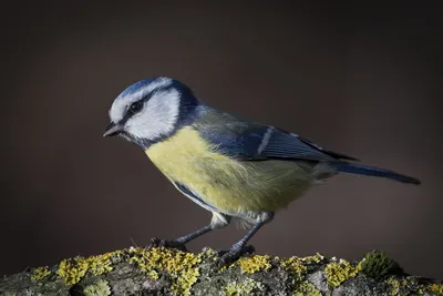 Обыкновенная лазоревка (Parus caeruleus), Blue Tit, Blaumeise,. Фотограф  Rimantas Stankunas