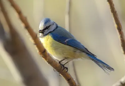 Белая лазоревка - eBird