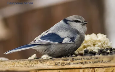 Обыкновенная Лазоревка (лазоревки Caeruleus) Представляет Собой Небольшой  Воробьиных Птиц В Синица Семьи Paridae. Фотография, картинки, изображения и  сток-фотография без роялти. Image 60673896