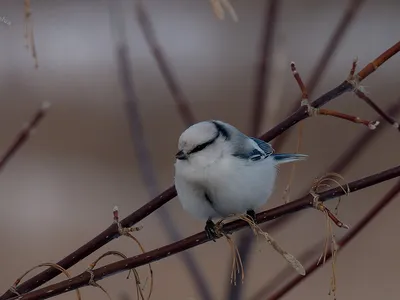 Африканская лазоревка - eBird