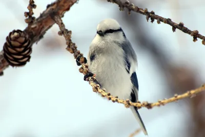 Лазоревка (Cyanistes caeruleus)