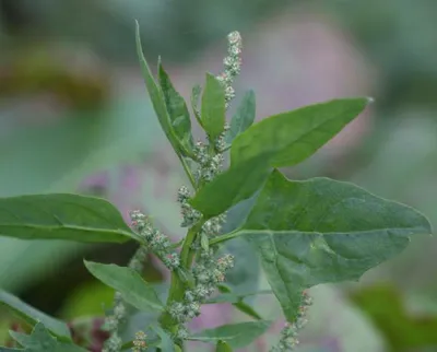 Лебеда садовая красная (Red Orach)