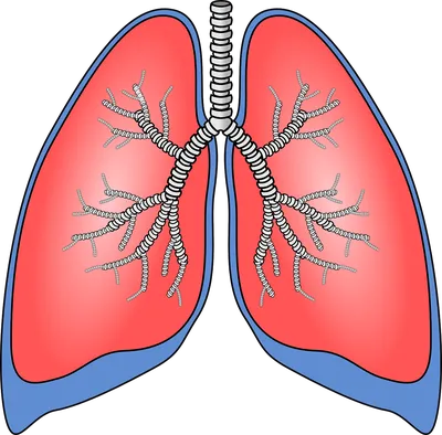 Легкие человека фото