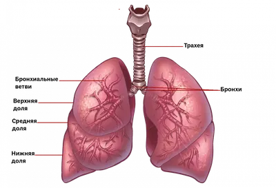 Строение легких человека; Арт: Б511.1Б-9 — Компания 2Д3Д