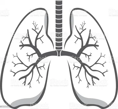 Легкие Человека На Научном Фоне3d Иллюстрация — стоковые фотографии и  другие картинки Лёгкое - Лёгкое, Дыхательная система, Рак лёгких - iStock