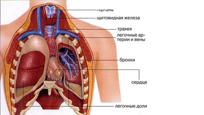 Легкие человека картинки - 78 фото