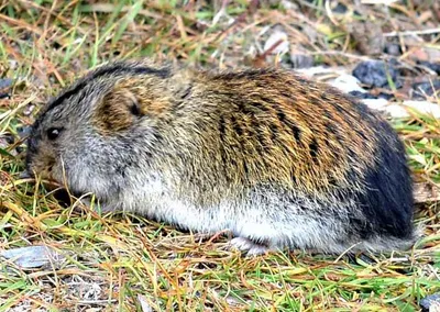 Norwegian lemming | Probably the most dreaded predator in no… | Flickr