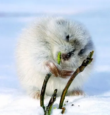 File:Lemming.jpg - Wikipedia