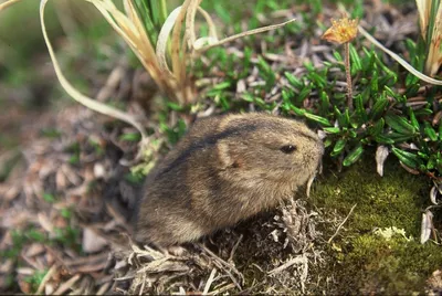 Lemming hi-res stock photography and images - Alamy