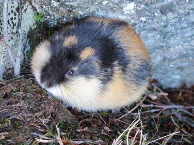 портрет lemming стоковое фото. изображение насчитывающей низко - 19938444