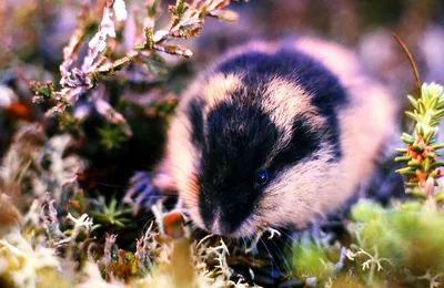 Steppe Lemming - Lagurus lagurus | No, this cute lemming isn… | Flickr