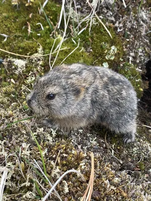 Norway lemming hi-res stock photography and images - Alamy