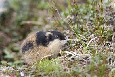 13 Facts About Lemming - Facts.net