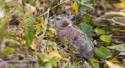 Norway lemming (Lemmus lemmus) | Lemen | Solvin Zankl photography