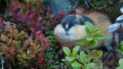 Dorsal view of lemming specimens: (A) Novaya Zemlya Lemming (Lemmus... |  Download Scientific Diagram