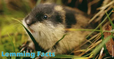 Lemming years are important for far more than just predators