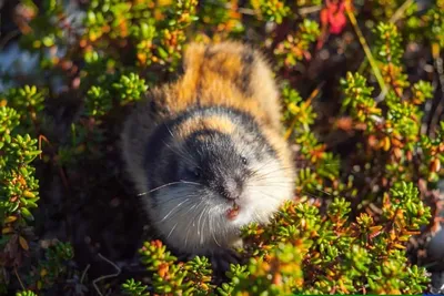 Norwegian Lemming, An Arctic Wild Animal In The Snow Looking For Food. Wild  Scowl Of A Norwegian Lemming. Khibiny Mountains, Murmansk Region. Stock  Photo, Picture and Royalty Free Image. Image 167198102.