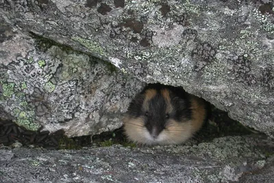 File:Lemming (48669799401).jpg - Wikimedia Commons