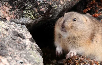 Lemming gefangen ...oder ist es doch ne Maus? - ein lizenzfreies Stock Foto  von Photocase