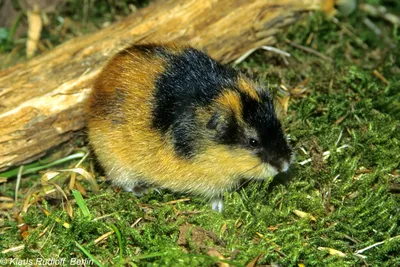 Fauchender Lemming, Lemmus lemmus (Berglemming, Norway lemming, Norwegian  lemming), im