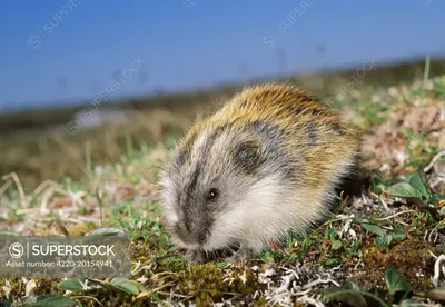 Norwegian Lemming Lemmus Lemmus Hardangervidda National Stock Photo  1335878378 | Shutterstock