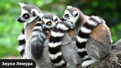 Кошачий Лемур (Lemur Catta) Фотография, картинки, изображения и  сток-фотография без роялти. Image 14732795