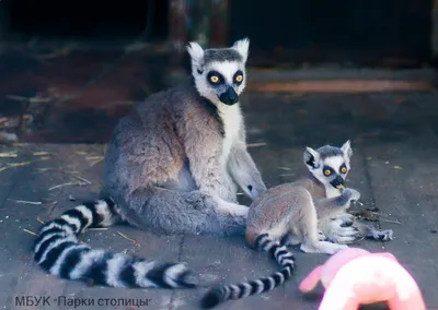 Фотография Кошачий лемур (Lemur catta) Зоопарк, Валенсия, Испания |  Фотобанк ГеоФото/GeoPhoto | GetImages Group