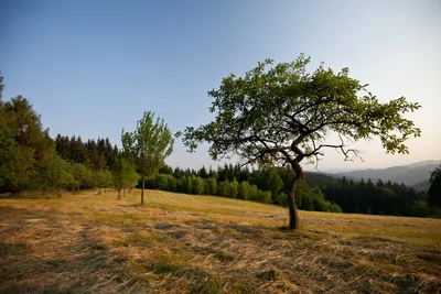 🌱Сейчас его редко встретишь в садах. Не заслуженно забытый, но очень  эффектный-ЛЁН МНОГОЛЕТНИЙ. Фото в моем саду. | 🌼ЦветочнаяТема | Дзен