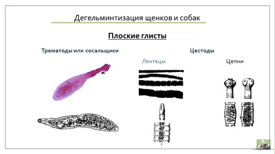 Самые большие и опасные глисты у человека - фото, топ 10, рейтинг