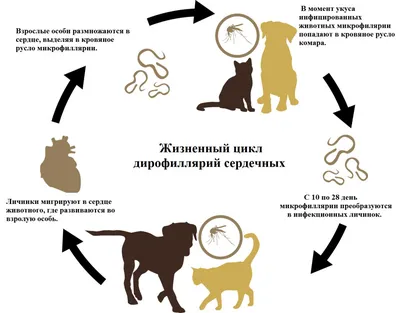 Как определить что у Вашей собаки Глисты | Оч-Умелая! | Дзен