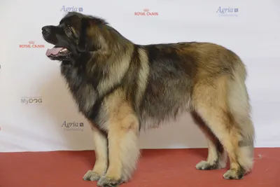 Leonberger – Wikipedia