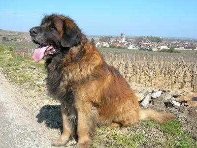 Der hund ist eine große rasse des leonberger. | Premium-Foto