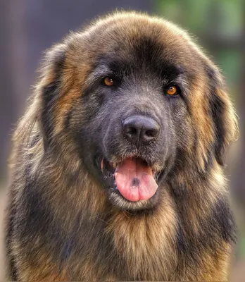 40+ kostenlose Leonberger und Hund-Bilder - Pixabay