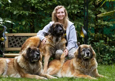 Rasse des Monats: Leonberger » VDH.de