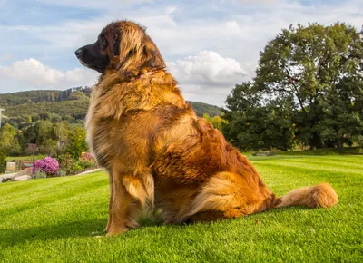 Leonberger im Rasseportrait | HUNTER Magazin