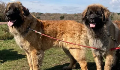 https://www.hundeo.com/en/dog-breeds/leonberger/