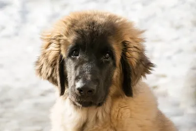 Leonberger - passt diesen Hund zu mir?- Passion Hund