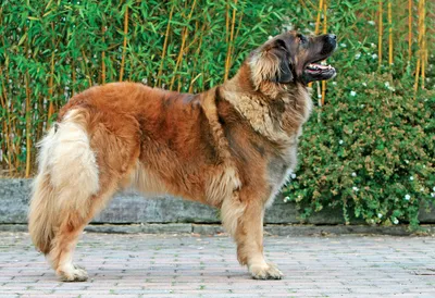 Leonberger: Charakter, Größe, Lebenserwartung | FRESSNAPF