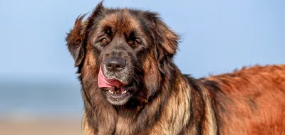 File:Leonberger.jpg - Wikipedia